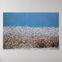 Póster Snow Geese Tome Voo!