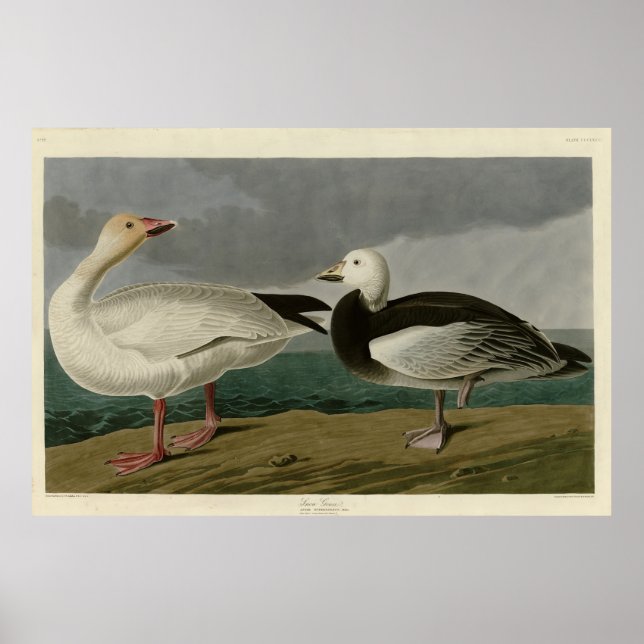 Poster Snow Goose from Audubon's Birds of America (Frente)