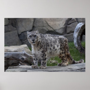 Poster Snow Leopard
