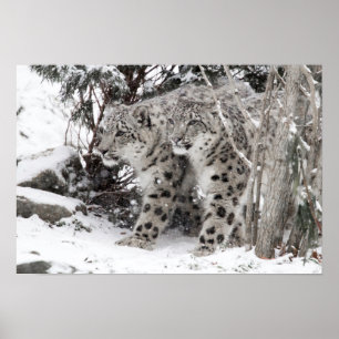 Poster Snow Leopard Brothers Walking