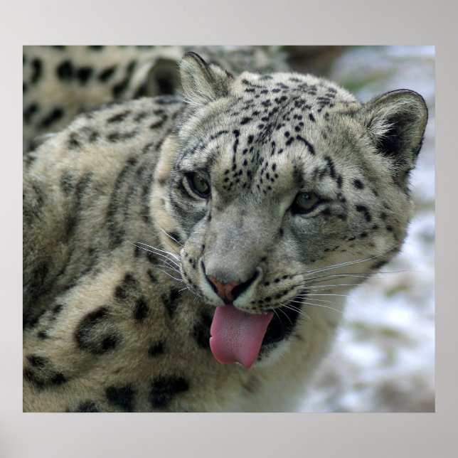 Póster Snow Lepard (Frente)