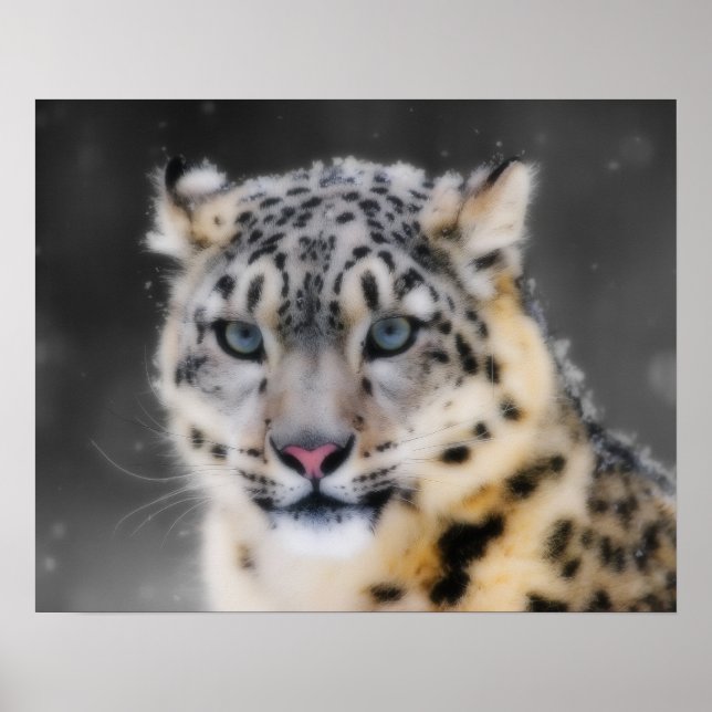 Poster Snow Lepard (Frente)