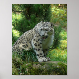 Poster Snow Lepard