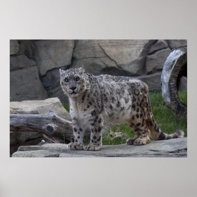 Poster Snow Lepard (Frente)