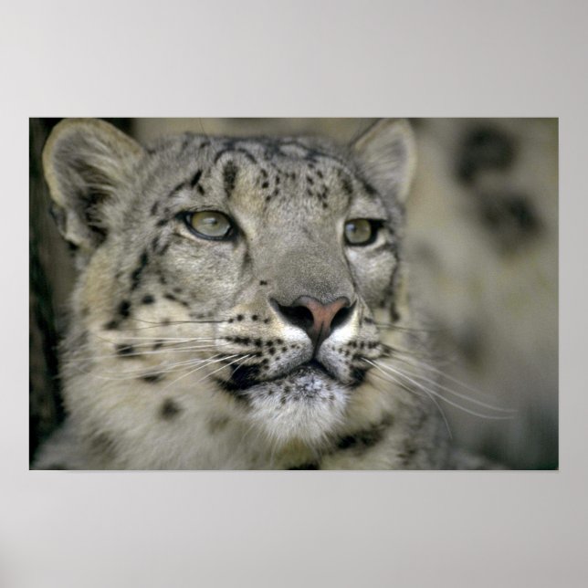 Póster Snow Lepard (Frente)
