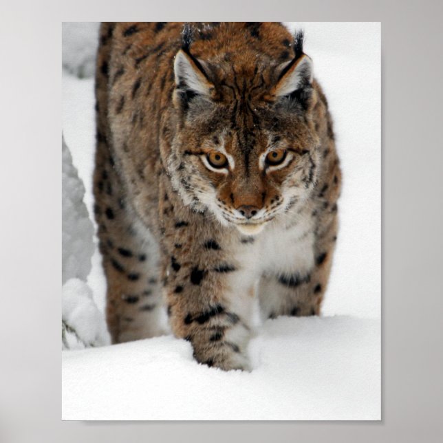 Póster Snow Lynx (Frente)