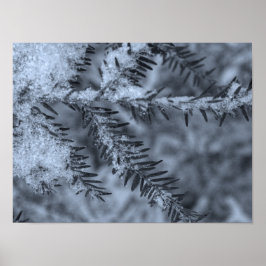 Poster Snow on Pine Needles