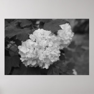 Póster Snowball no primavera