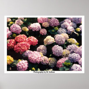 Póster Snowballs em cor-de-rosa e roxo por TDGallery