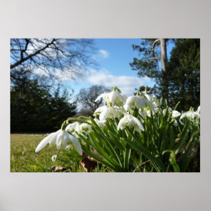 Póster Snowdrops sob a árvore de maçã