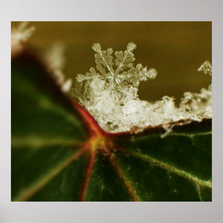 Póster Snowflake 2009 Blizzard