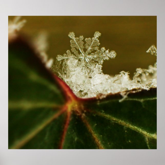 Póster Snowflake 2009 Blizzard (Frente)