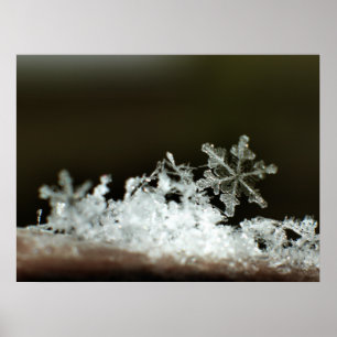 Póster Snowflake 2009 Blizzard