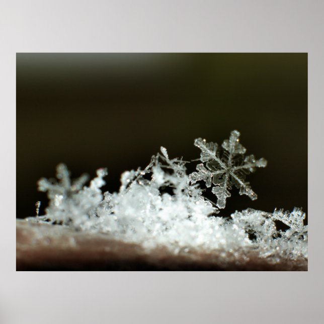 Póster Snowflake 2009 Blizzard (Frente)