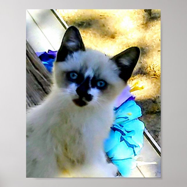 Poster Snowshoe Cat (Frente)