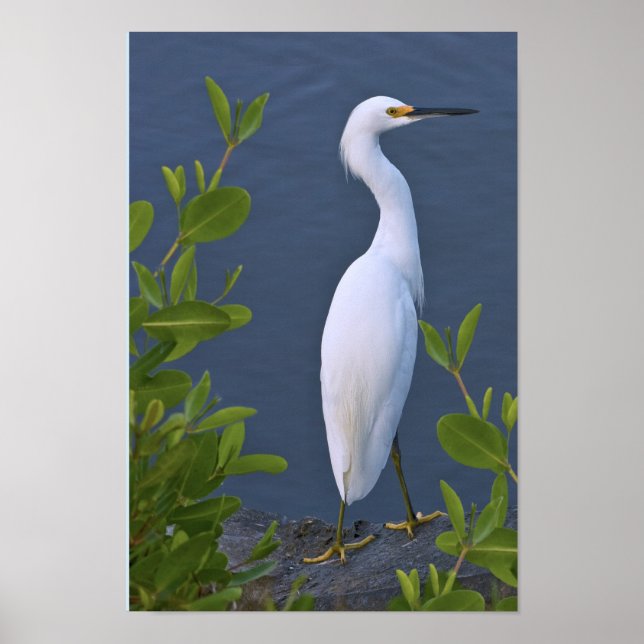 Póster Snowy Egret em Marsh (Frente)