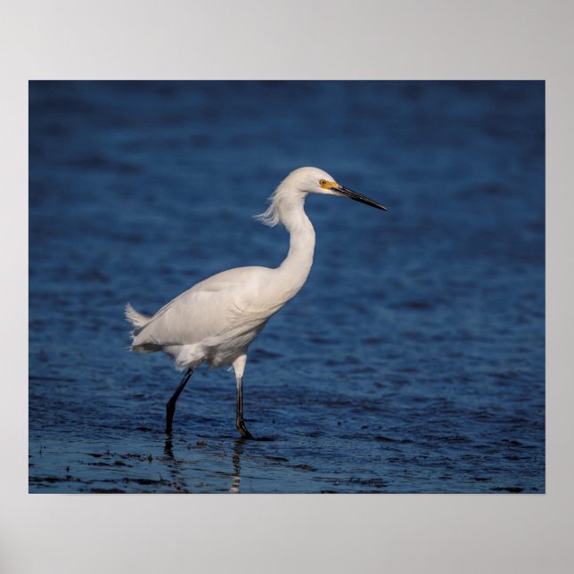 Póster Snowy Egret em North Beach (Frente)