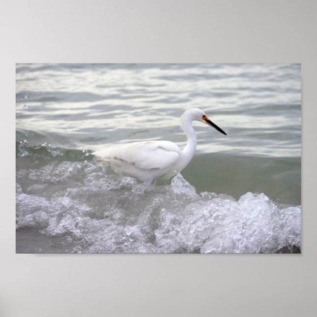 Poster Snowy Egret no Surf (Frente)