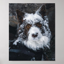 Snowy Face Red Border Collie in Winter Jacket