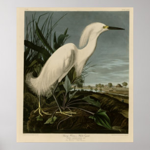 Poster Snowy Heron ou White Egret