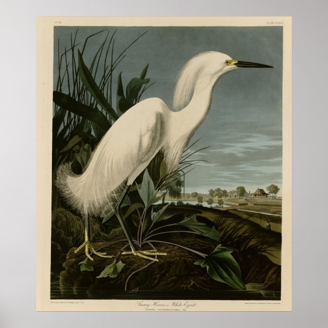 Poster Snowy Heron ou White Egret (Frente)