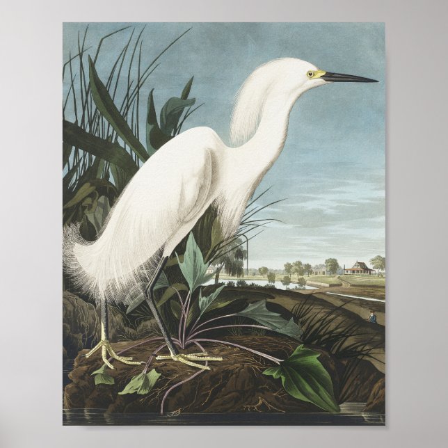Poster Snowy Heron ou White Egret das Aves da América (Frente)