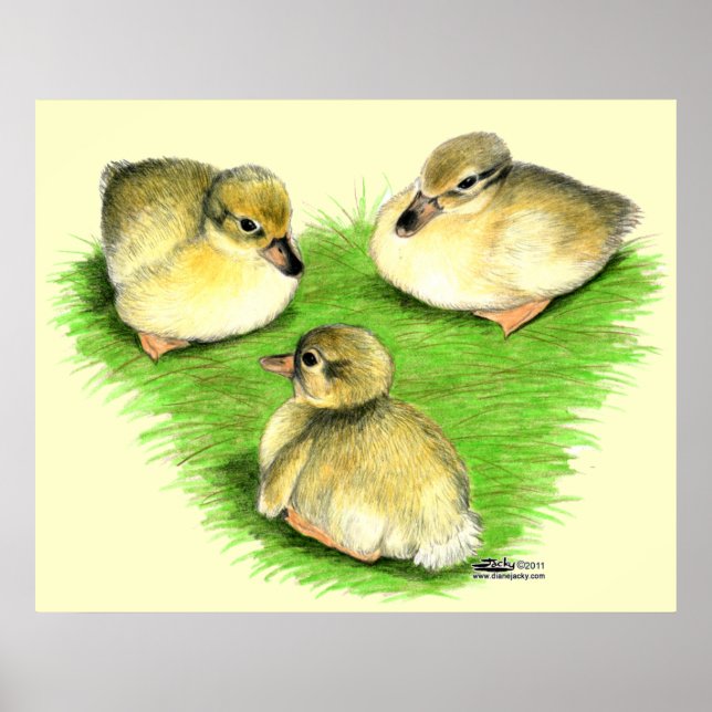 Poster Snowy Mallard Ducklings (Frente)