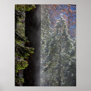 Poster Snowy Mist na Floresta