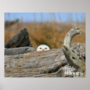 Póster Snowy Owl