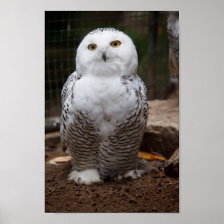 Poster Snowy Owl