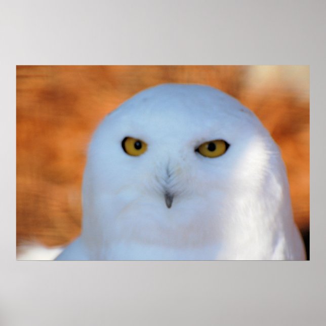 Poster Snowy Owl (Frente)