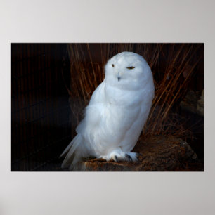Poster Snowy Owl