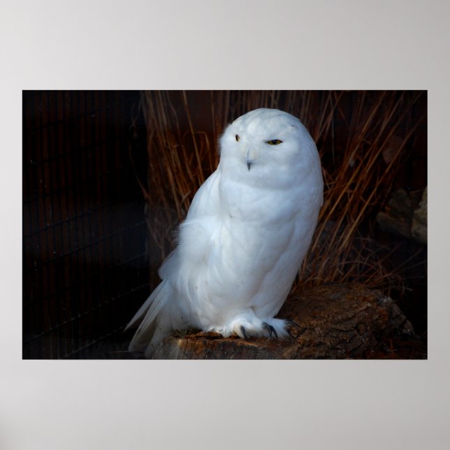 Poster Snowy Owl (Frente)