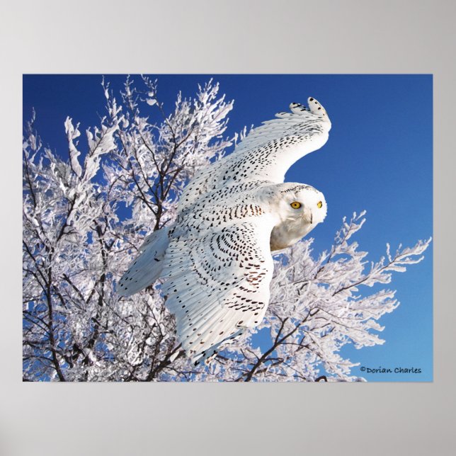 Poster "Snowy Owl" (Frente)