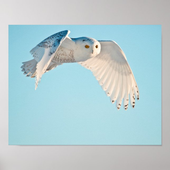 Póster Snowy Owl em voo (Frente)
