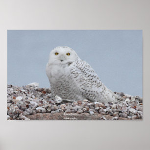 Poster Snowy Owl nas conchas