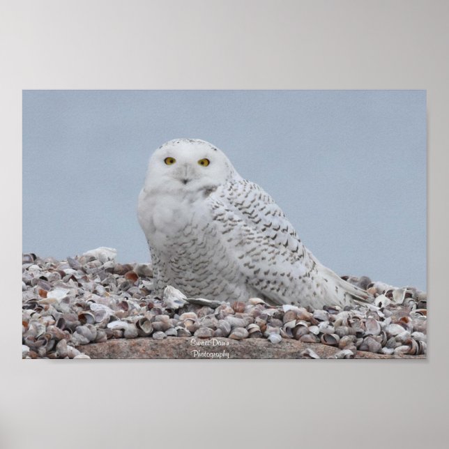 Poster Snowy Owl nas conchas (Frente)