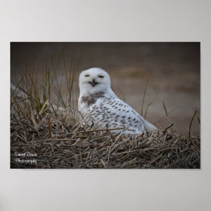 Poster Snowy Owl Smiling