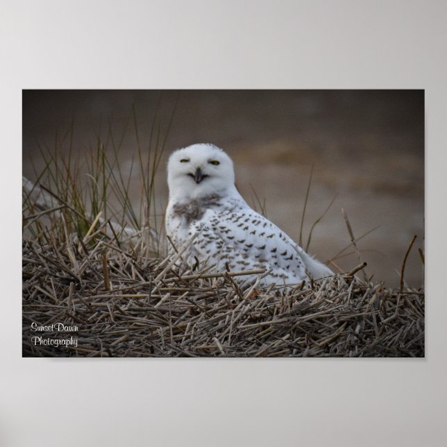 Poster Snowy Owl Smiling (Frente)