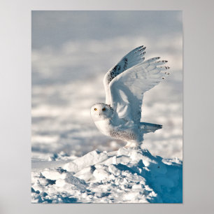 Póster Snowy Owl taking off from snow