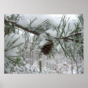 Poster Snowy Pine Branch Winter Nature Fotografia