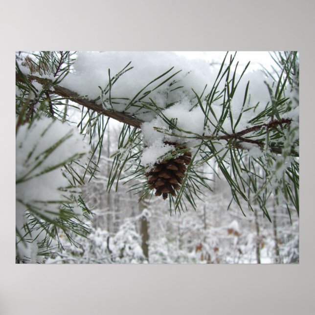 Poster Snowy Pine Branch Winter Nature Fotografia (Frente)