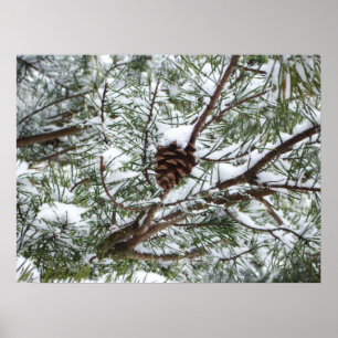 Poster Snowy Pine Cone II Fotografia de inverno