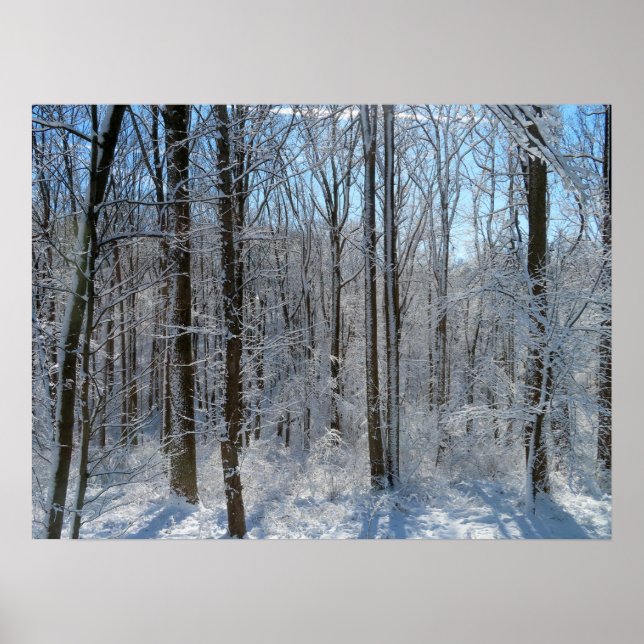 Poster Snowy Poplar Forest I (Frente)