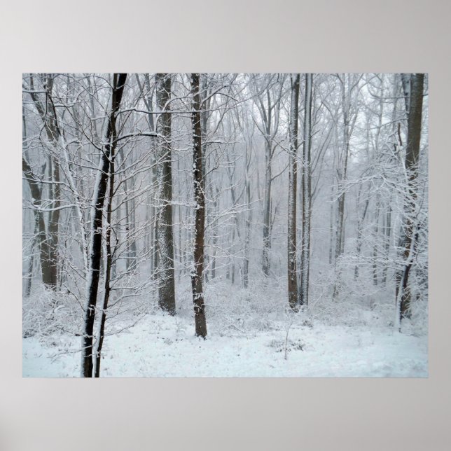 Poster Snowy White Poplar Forest (Frente)