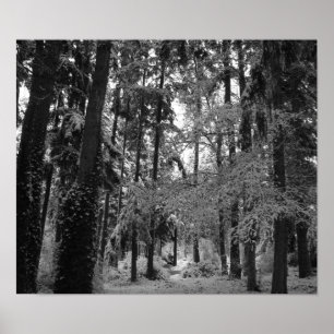 Póster Snowy Woods