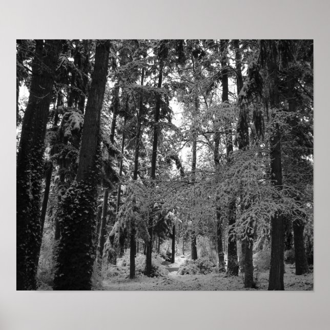 Póster Snowy Woods (Frente)