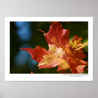 Póster Soando o Sol