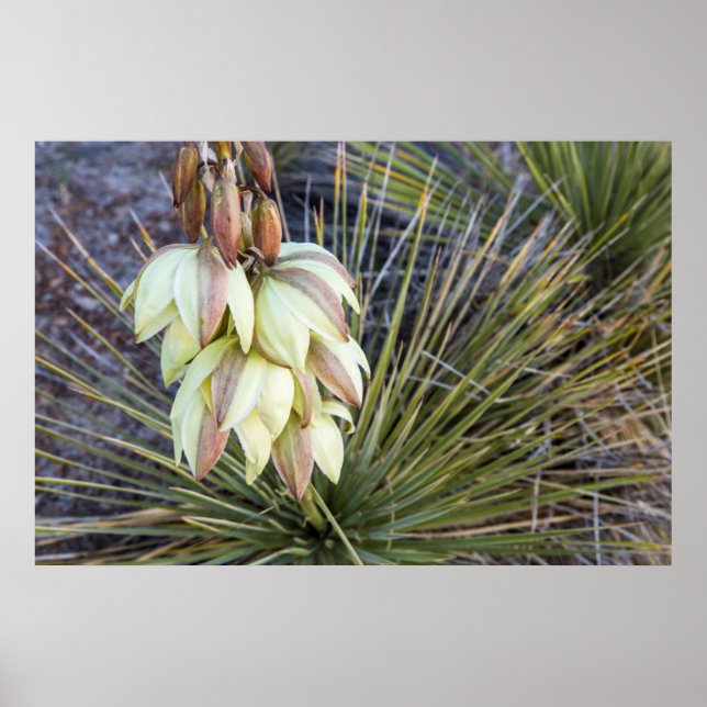 Póster Soaptree Yucca Flores No Alto Missouri (Frente)