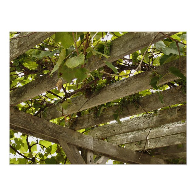 Póster Sob uma copia de Uvas (Frente)